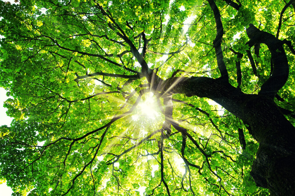 Sunlight poking through tree's leaves and branches.